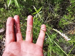 Vicia pulchella