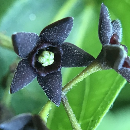 Dark vincetoxicum (Vincetoxicum nigrum)