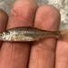Oregon Chub - Photo (c) prickly_sculpin, some rights reserved (CC BY-NC), uploaded by prickly_sculpin