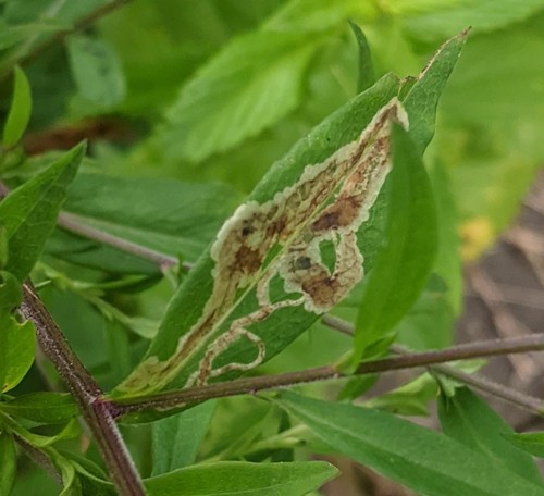 Ophiomyia carolinensis