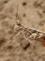 Diraneura bivenosa