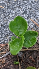 Orthilia secunda