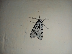 Eucereon tigrata