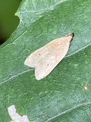 Lecithocera chersitis