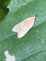 Lecithocera chersitis