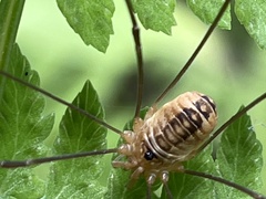 Leiobunum curvipalpe