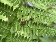 Leiobunum curvipalpe