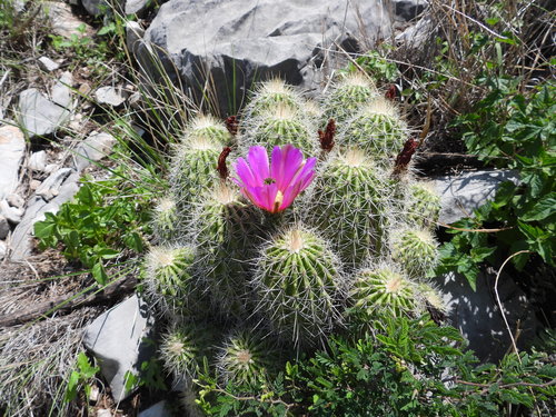 Echinocereus zapalinamensis