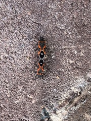 Lygaeus kalmii kalmii