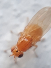 Camptoprosopella slossonae