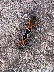 Lygaeus kalmii kalmii