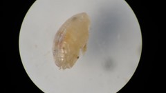 Amphilochidea