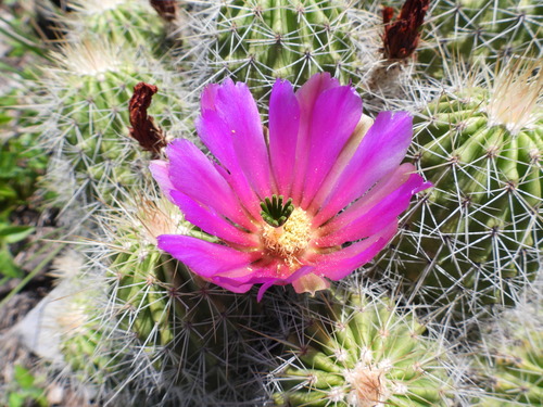 Echinocereus zapalinamensis