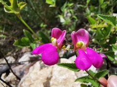 Phaseolus pedicellatus