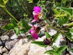 Phaseolus pedicellatus