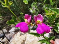 Phaseolus pedicellatus