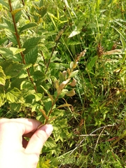 Dasineura salicifoliae