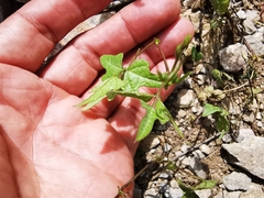 Phaseolus pedicellatus