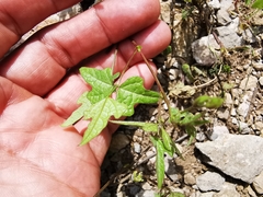 Phaseolus pedicellatus