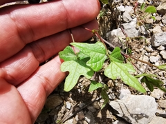 Phaseolus pedicellatus