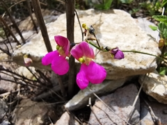 Phaseolus pedicellatus