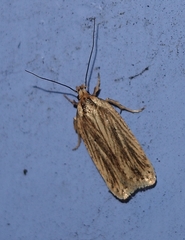 Agonopterix umbellana