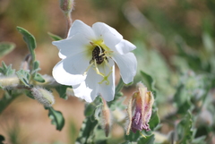 Oenothera engelmannii
