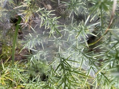 Tetranychus lintearius