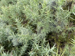 Tetranychus lintearius