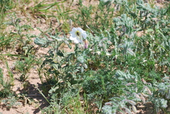 Oenothera engelmannii