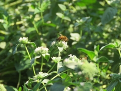 Apis mellifera