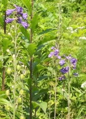 Delphinium exaltatum