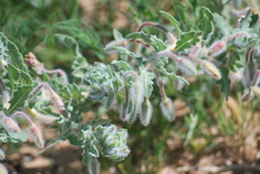 Oenothera engelmannii