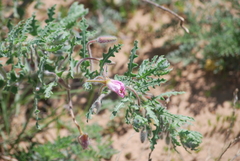 Oenothera engelmannii