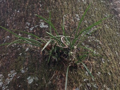 Encyclia
