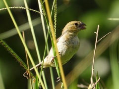 Sporophila morelleti