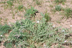 Oenothera engelmannii