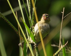 Sporophila morelleti