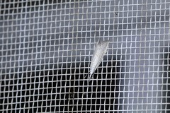 Haimbachia placidellus