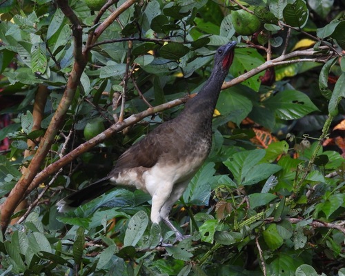 White-bellied Chachalaca (Ortalis leucogastra)
