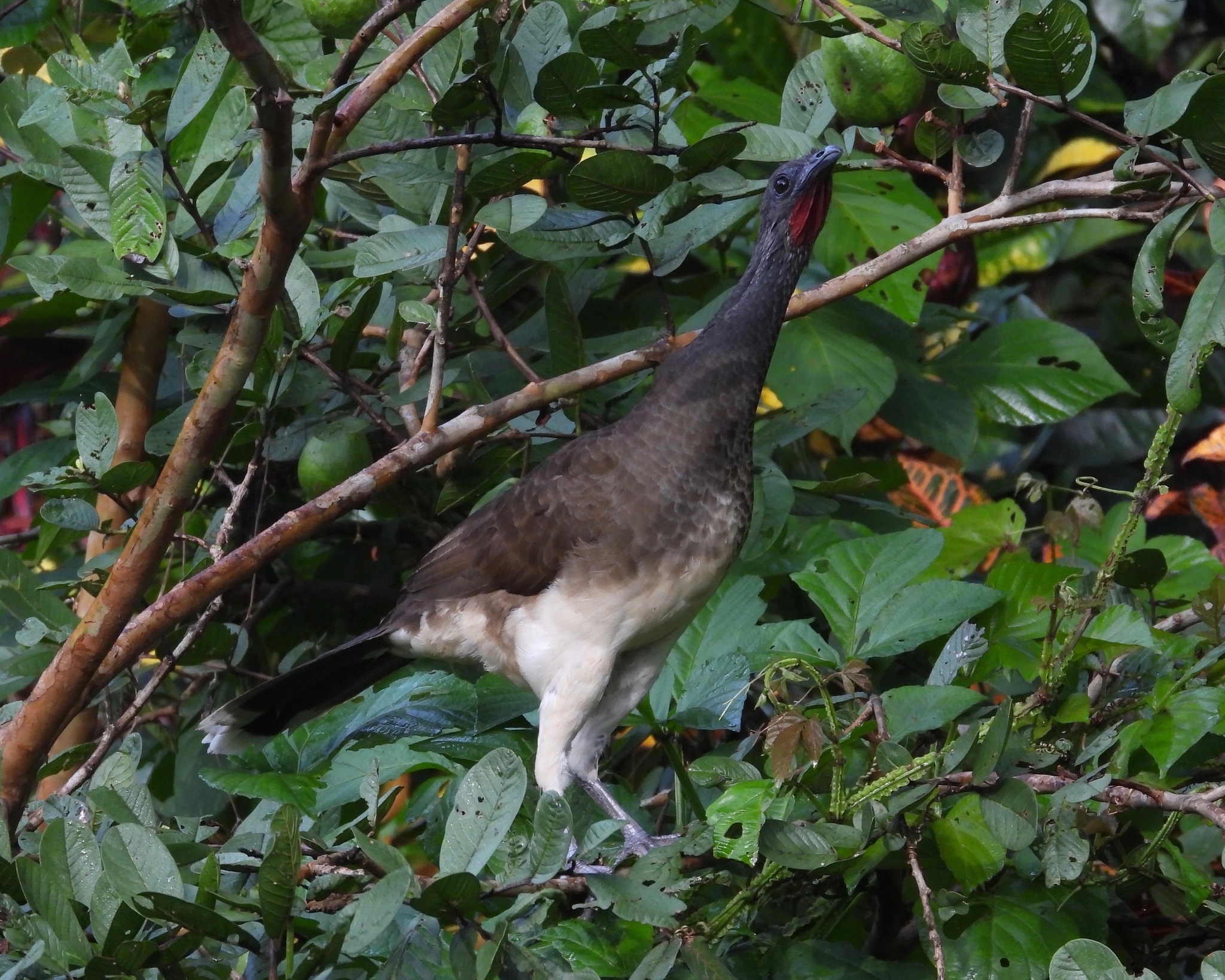 White-bellied Chachalaca illustration