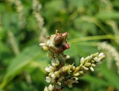 Melanopsichium pennsylvanicum