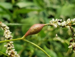 Melanopsichium pennsylvanicum