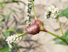 Melanopsichium pennsylvanicum