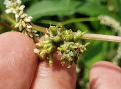 Melanopsichium pennsylvanicum