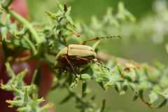 Macrodactylus uniformis
