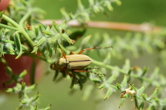 Macrodactylus uniformis