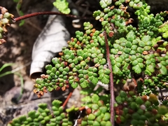 Myriopteris lendigera