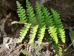 Myriopteris lendigera