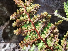 Myriopteris lendigera